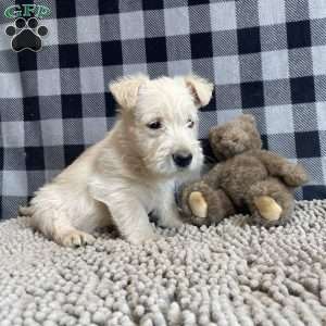 Sheena, Scottish Terrier Puppy